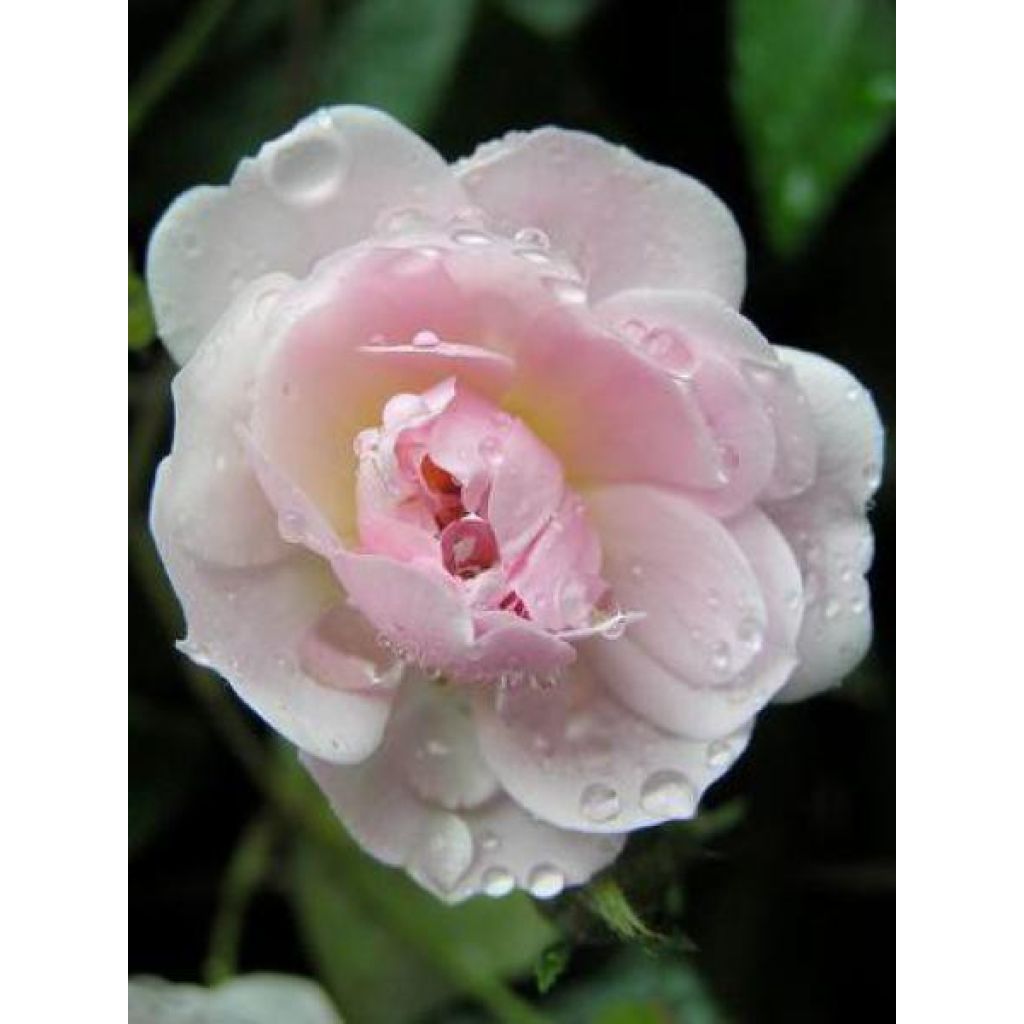 Rosal Paul's Himalayan Musk - Rosal liana