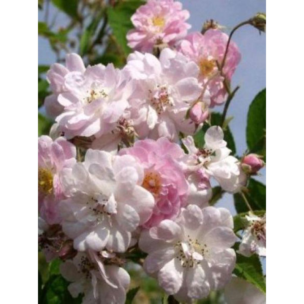 Rosal Paul's Himalayan Musk - Rosal liana