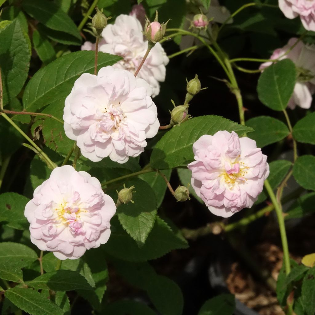 Rosal Paul's Himalayan Musk - Rosal liana