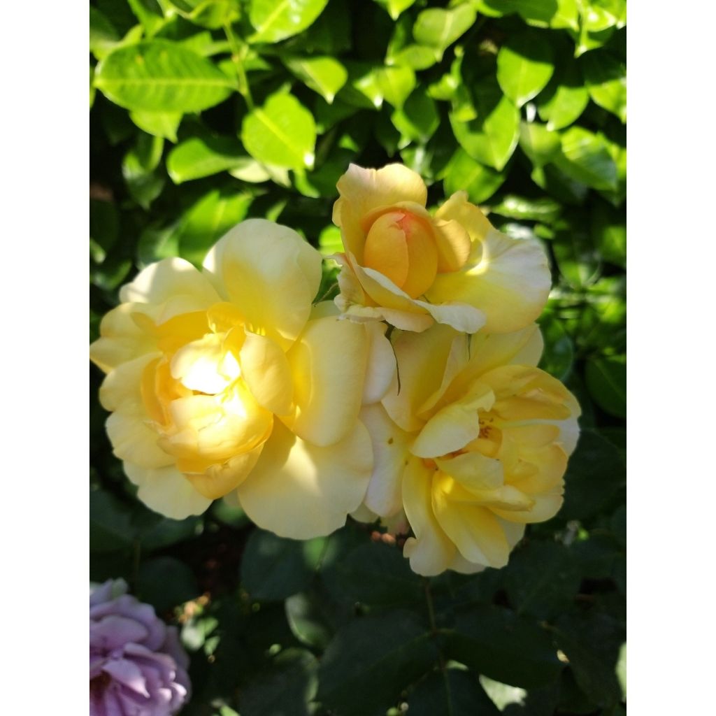 Rosal Bordure d'Or - Rosal tapizante