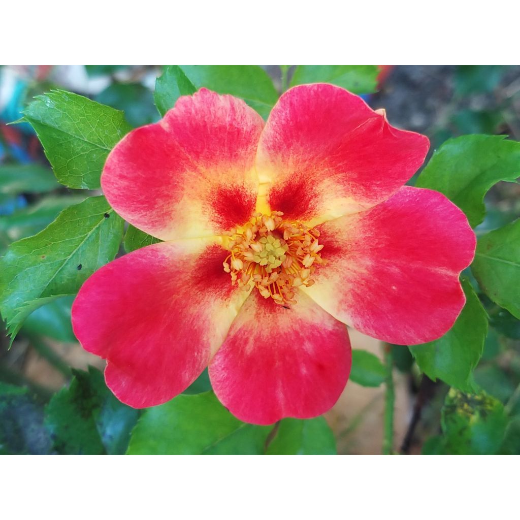 Rosal persica Coral Babylon Eyes - Rosal tapizante