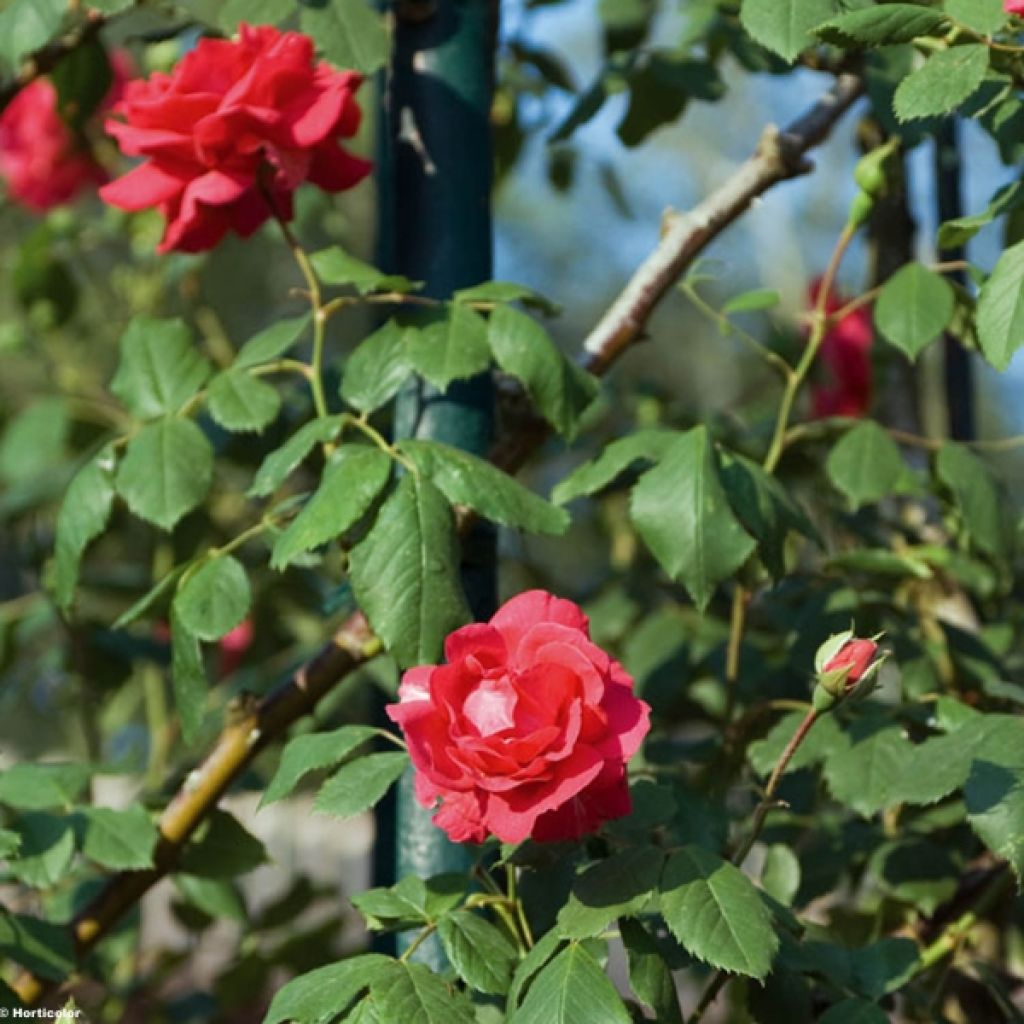 Rosal Paul's Scarlet Climber - Rosal trepador