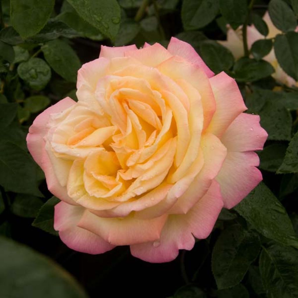 Rosal Mme A. Meilland