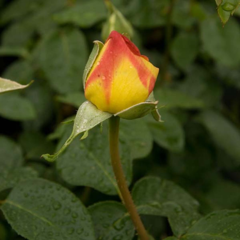 Rosal Mme A. Meilland