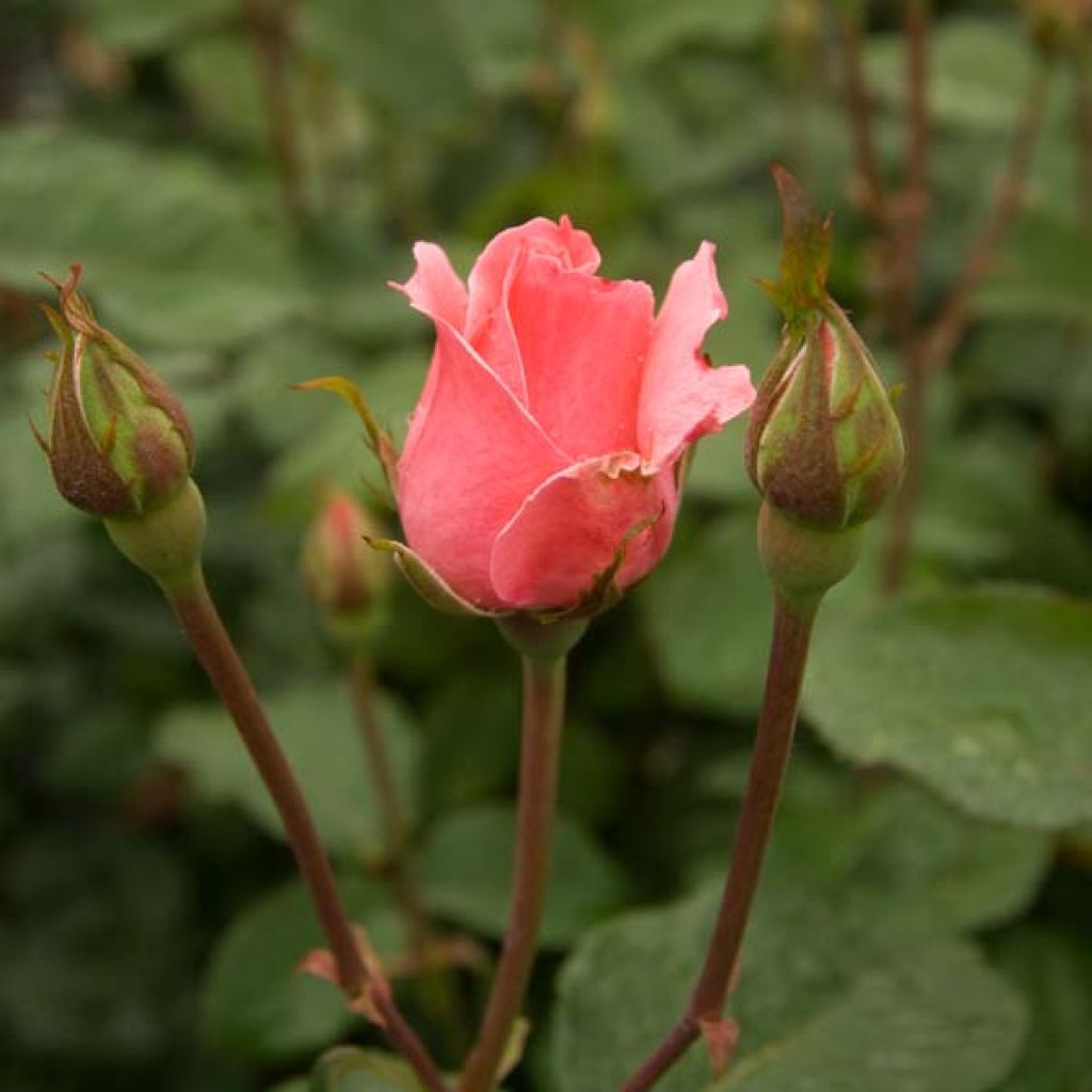 Rosal Queen Elisabeth