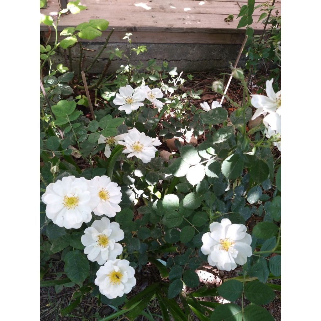 Rosal rugosa Alba