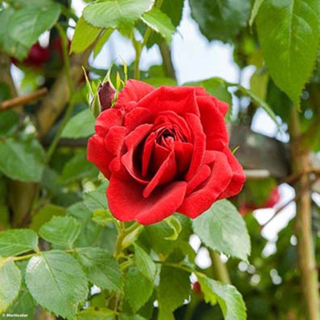 Rosal Sympathie - Rosal trepador