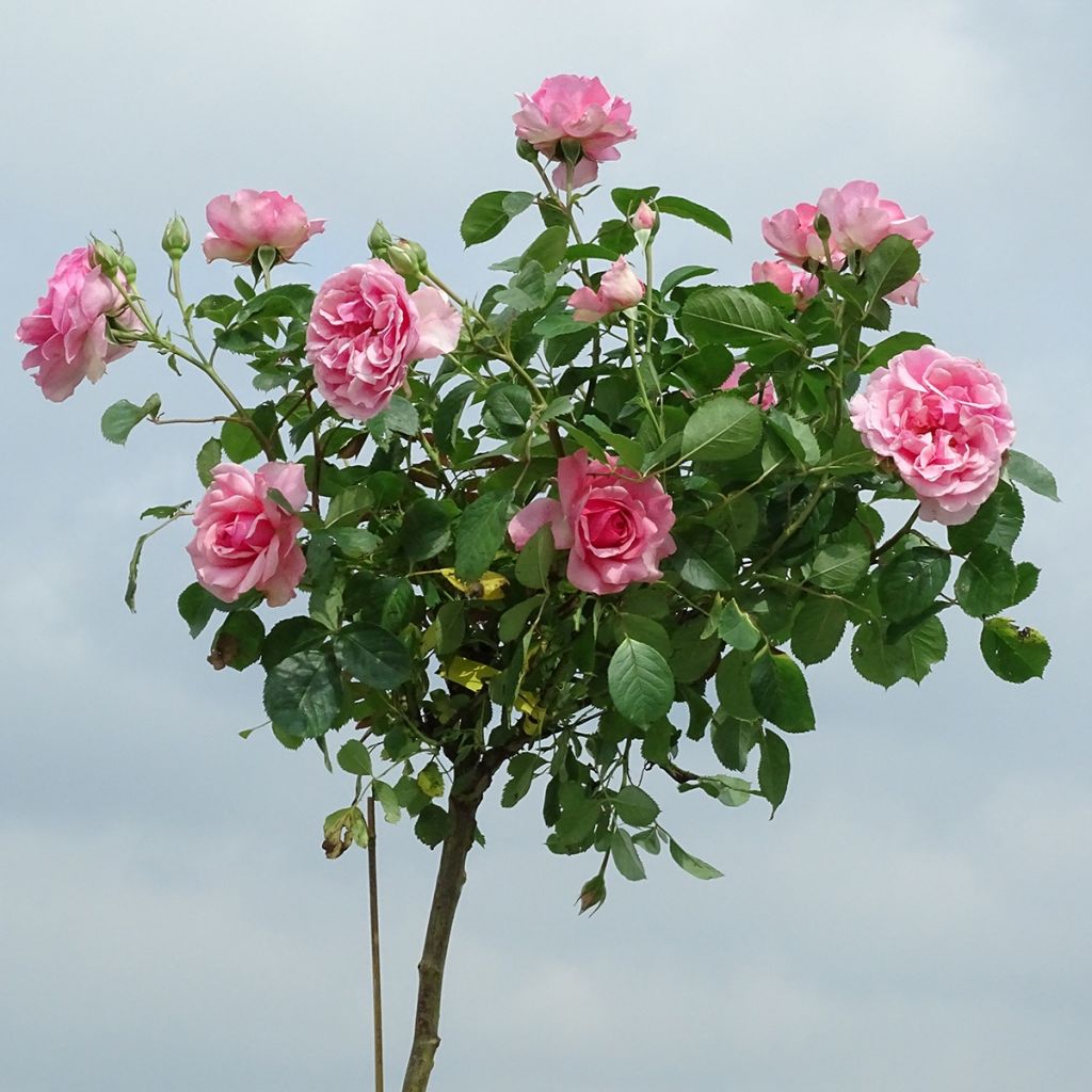 Rosal Côté jardin Orapent (Rosal de pie alto)