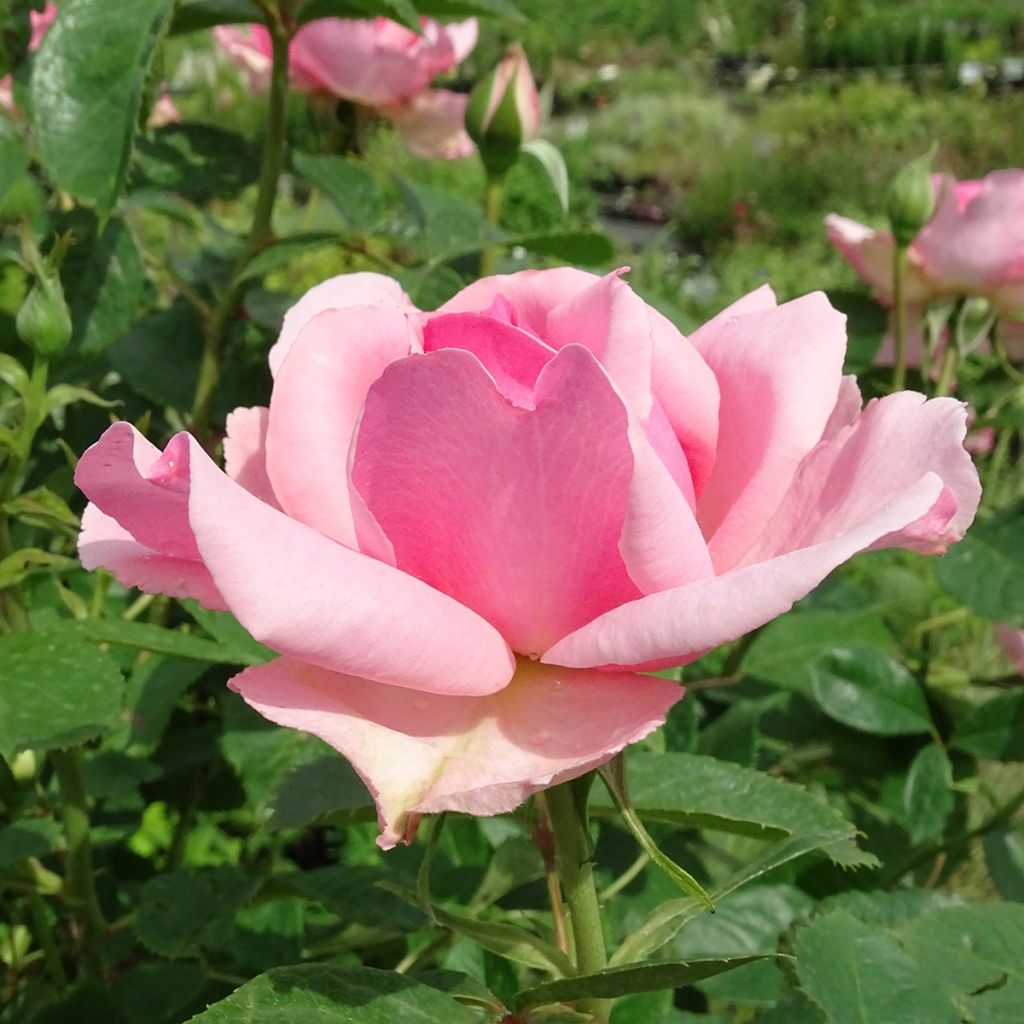 Rosal Côté jardin Orapent (Rosal de pie alto)