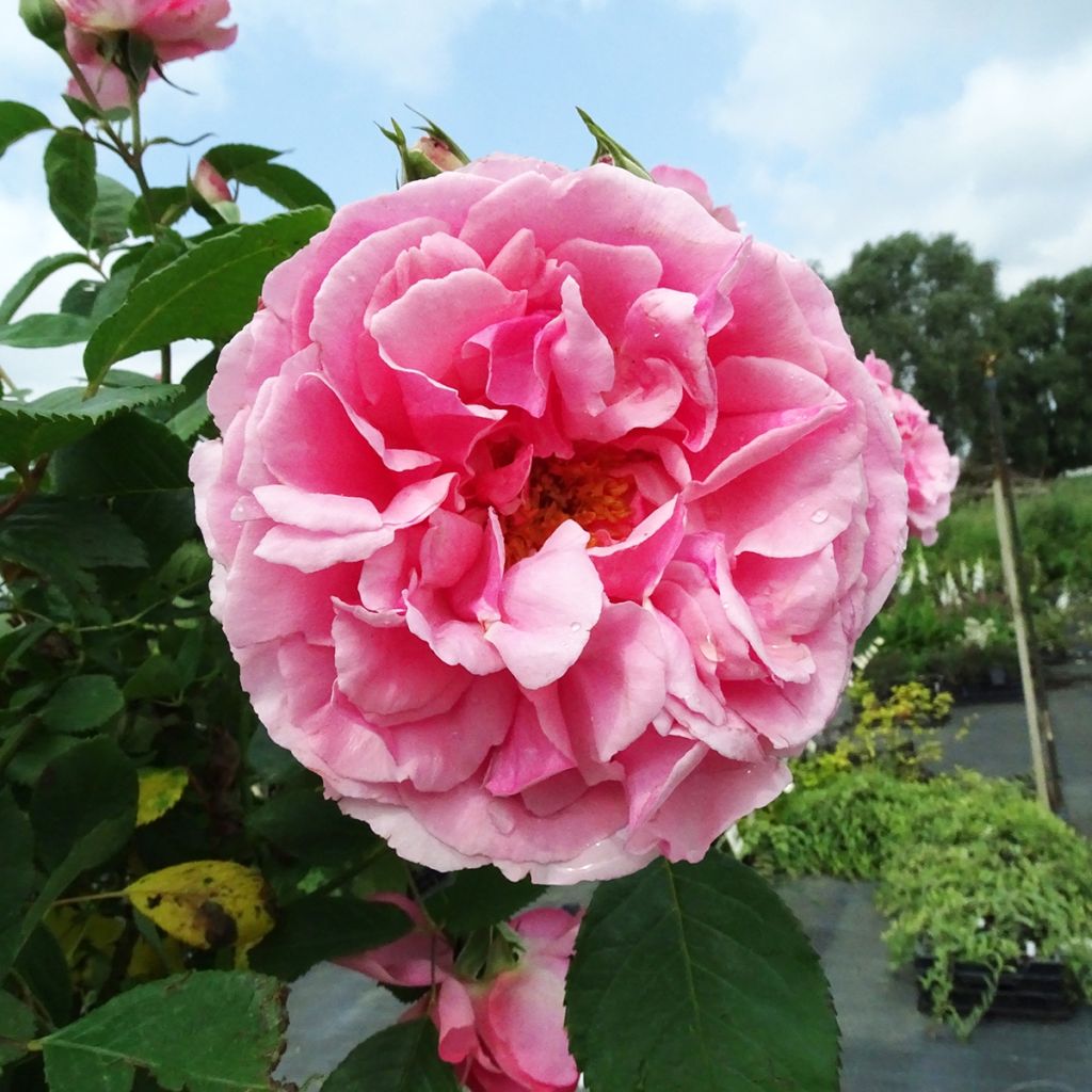 Rosal Côté jardin Orapent (Rosal de pie alto)