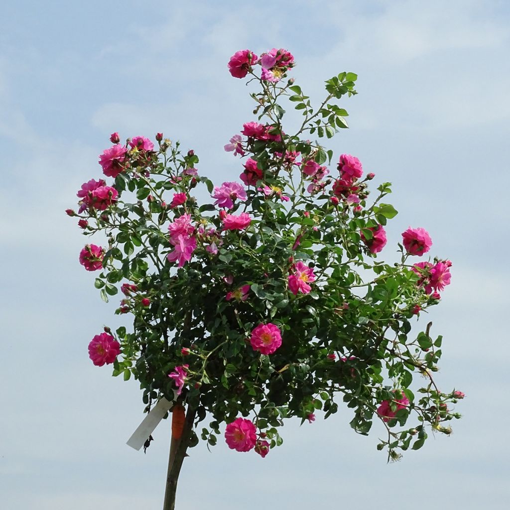 Rosal Magic Meillandecor (Rosal de pie alto)