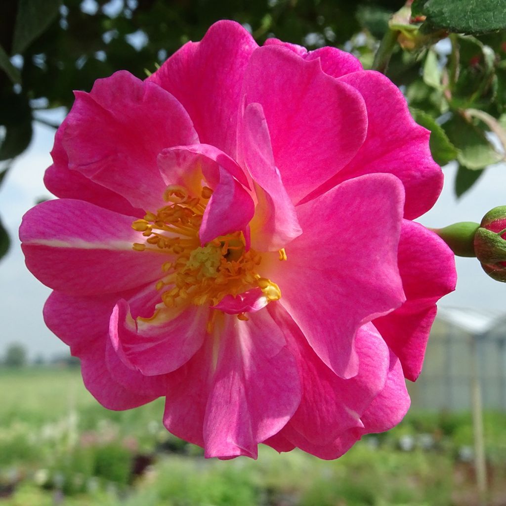 Rosal Magic Meillandecor (Rosal de pie alto)
