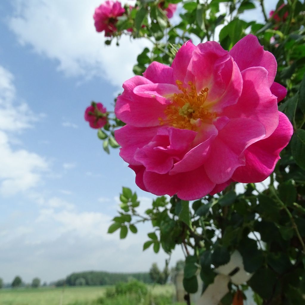 Rosal Magic Meillandecor (Rosal de pie alto)