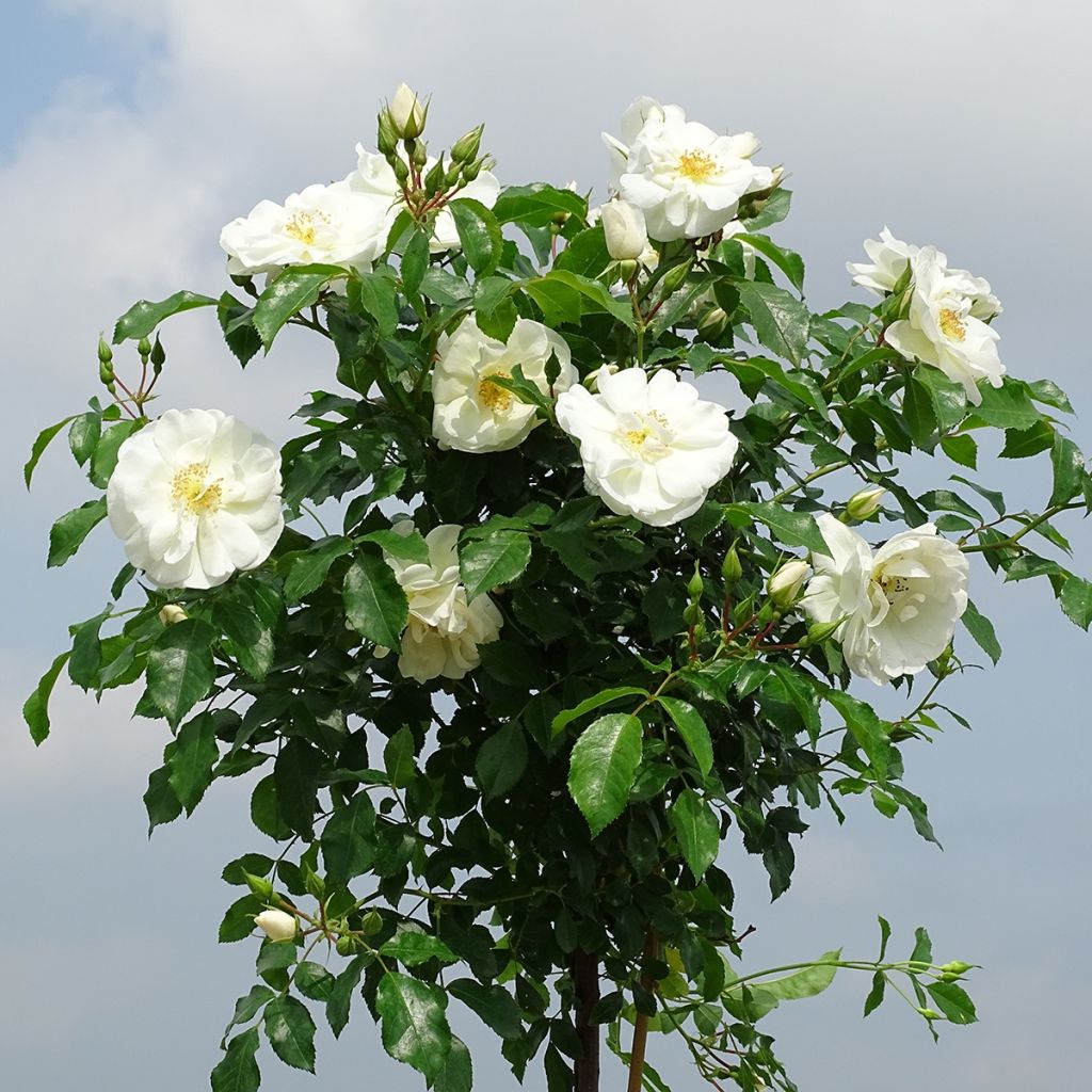 Rosal Decorosier Opalia noaschnee (Rosal de pie alto)