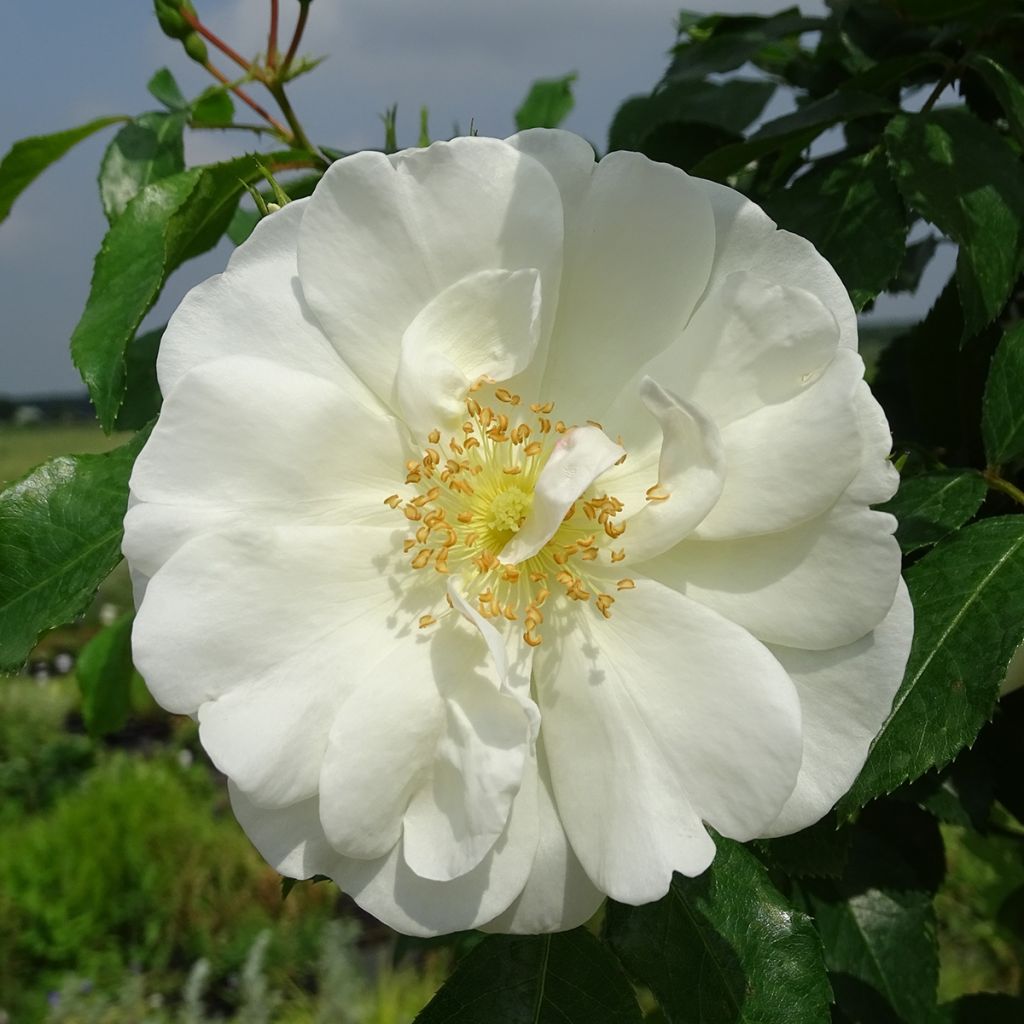 Rosal Decorosier Opalia noaschnee (Rosal de pie alto)