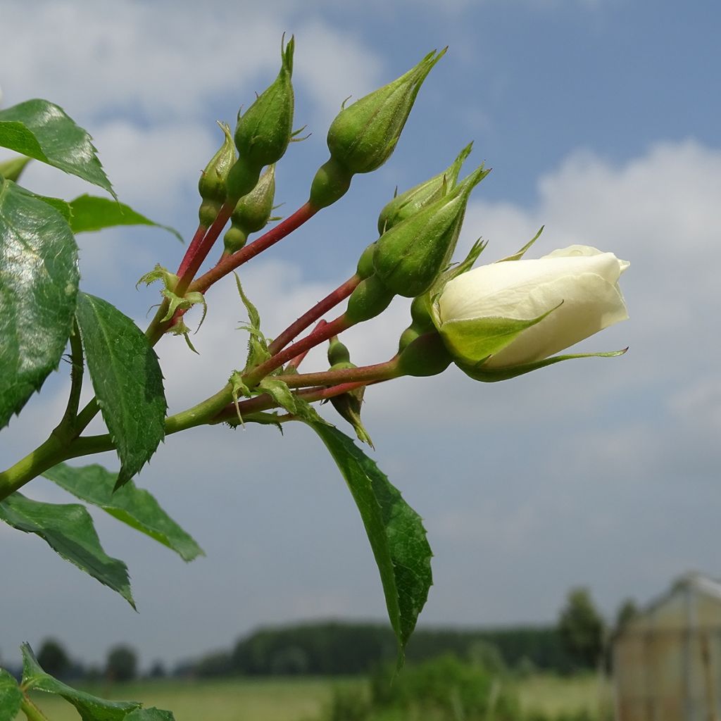 Rosal Decorosier Opalia noaschnee (Rosal de pie alto)