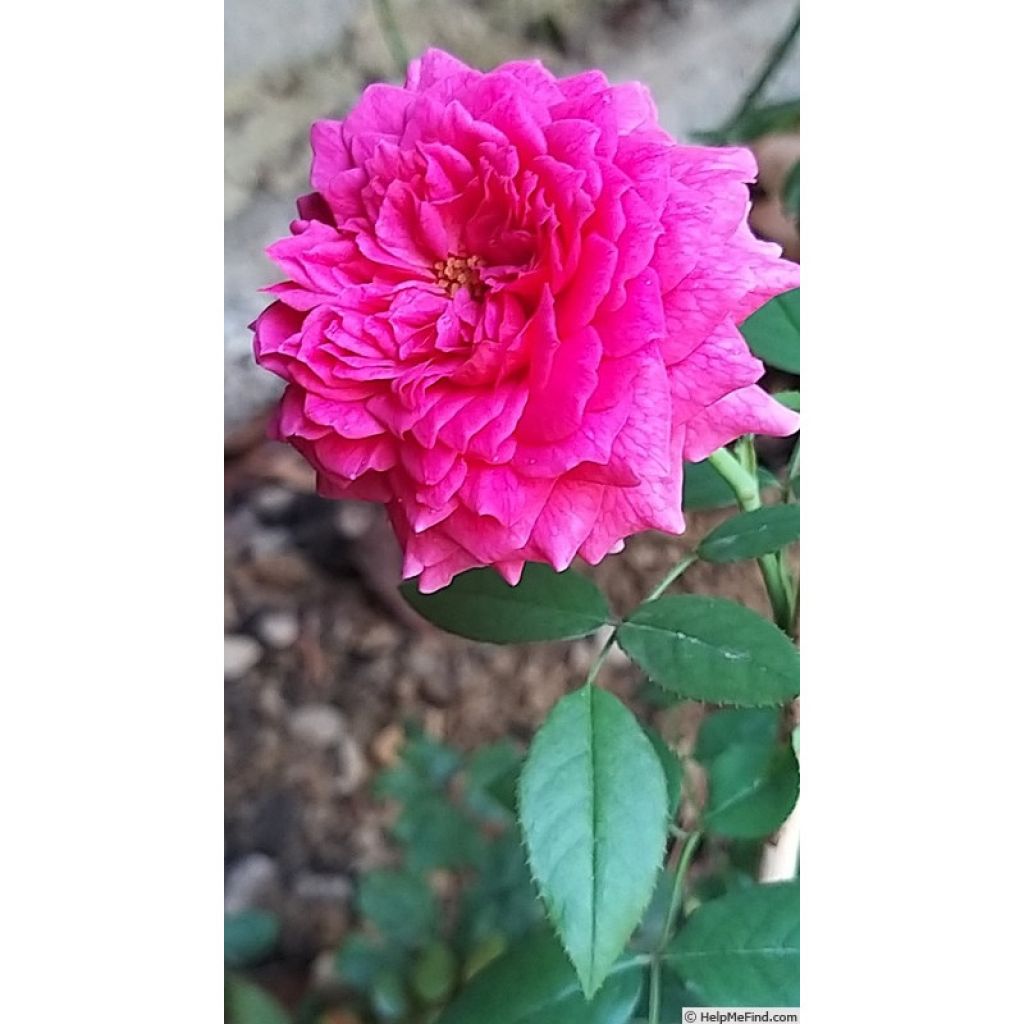 Rosal David Austin Gabriel Oak (Rosal de pie alto)