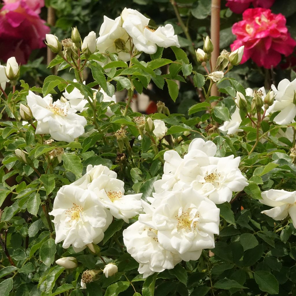 Rosal Decorosier Opalia noaschnee (Rosal de pie alto)