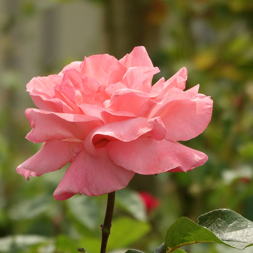 Rosal Queen Elisabeth (Rosal de pie alto)