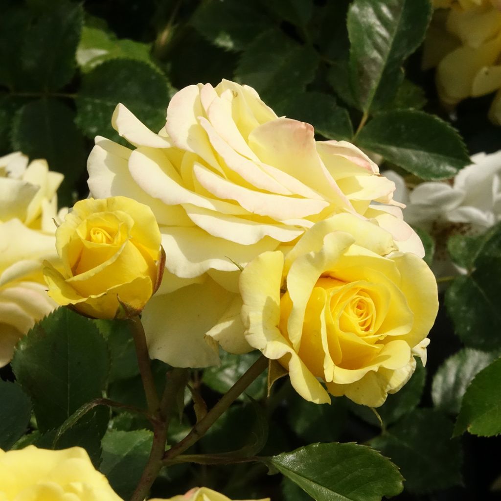 Rosal polyantha Urban Streetlight Sunmaid