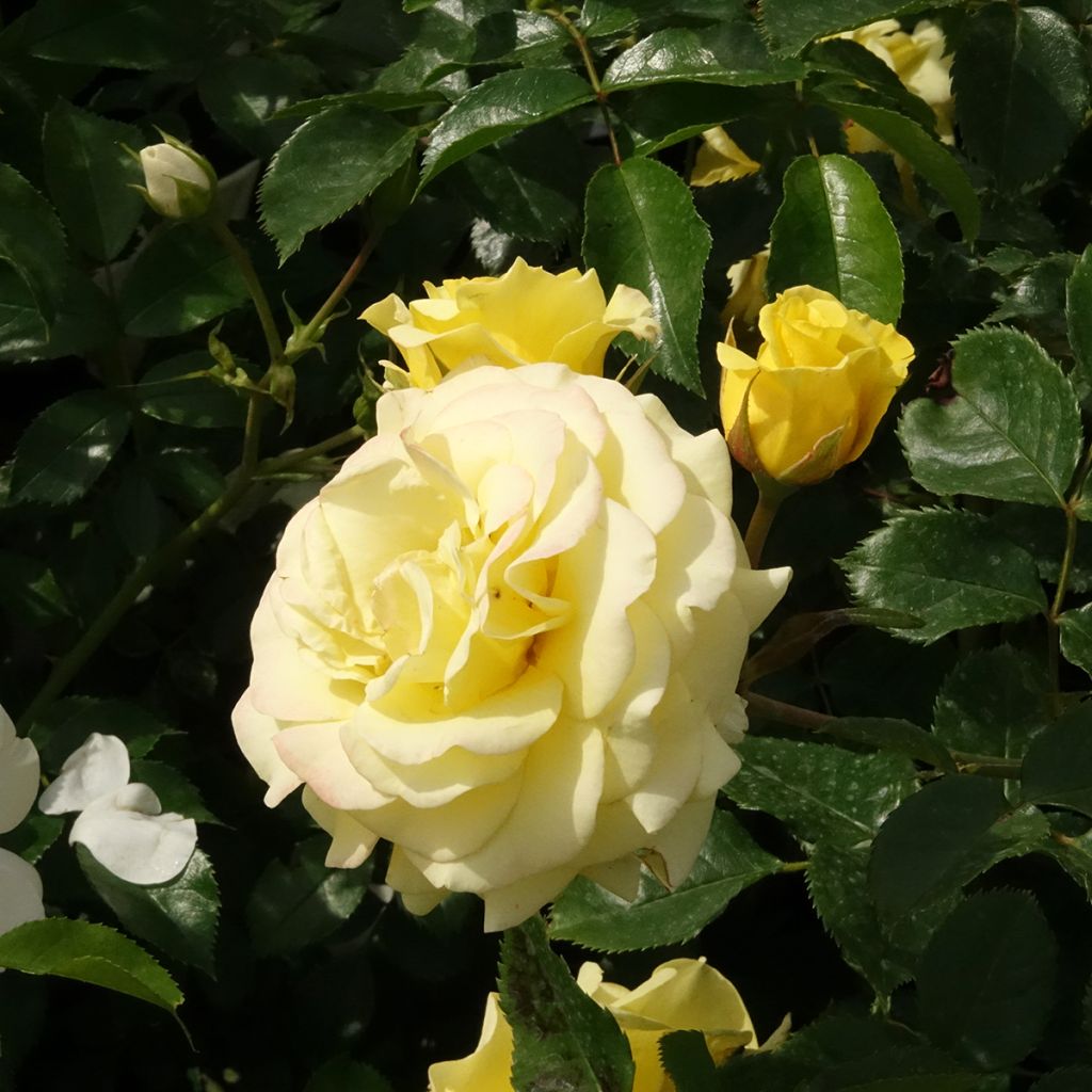 Rosal polyantha Urban Streetlight Sunmaid