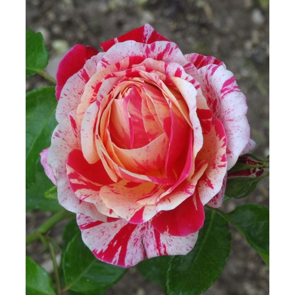 Rosal Abracadabra
