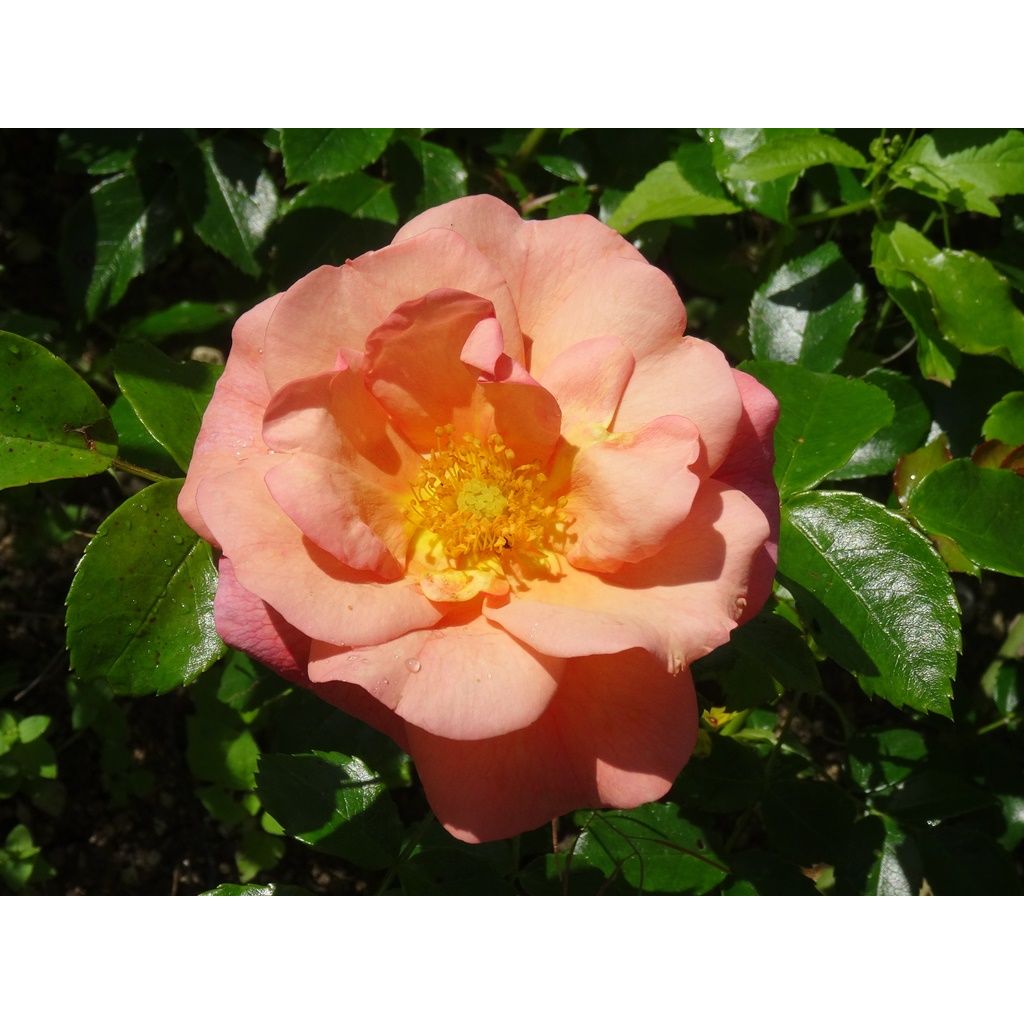 Rosal Rigo Aprikola - Rosal tapizante