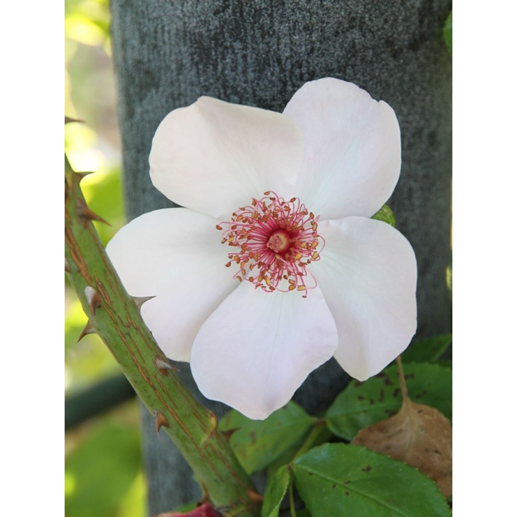 Rosal Astronomia Meillandécor