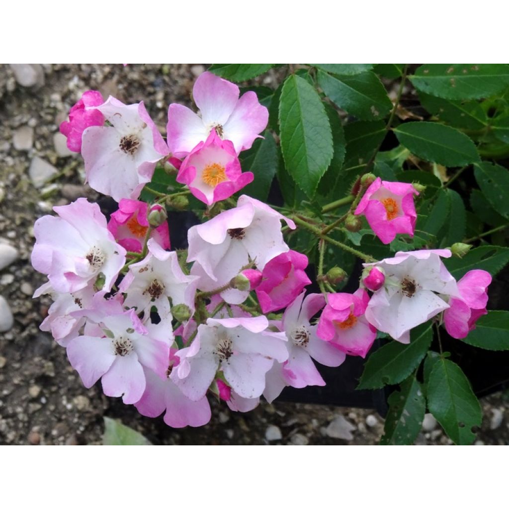 Rosal Ballerina