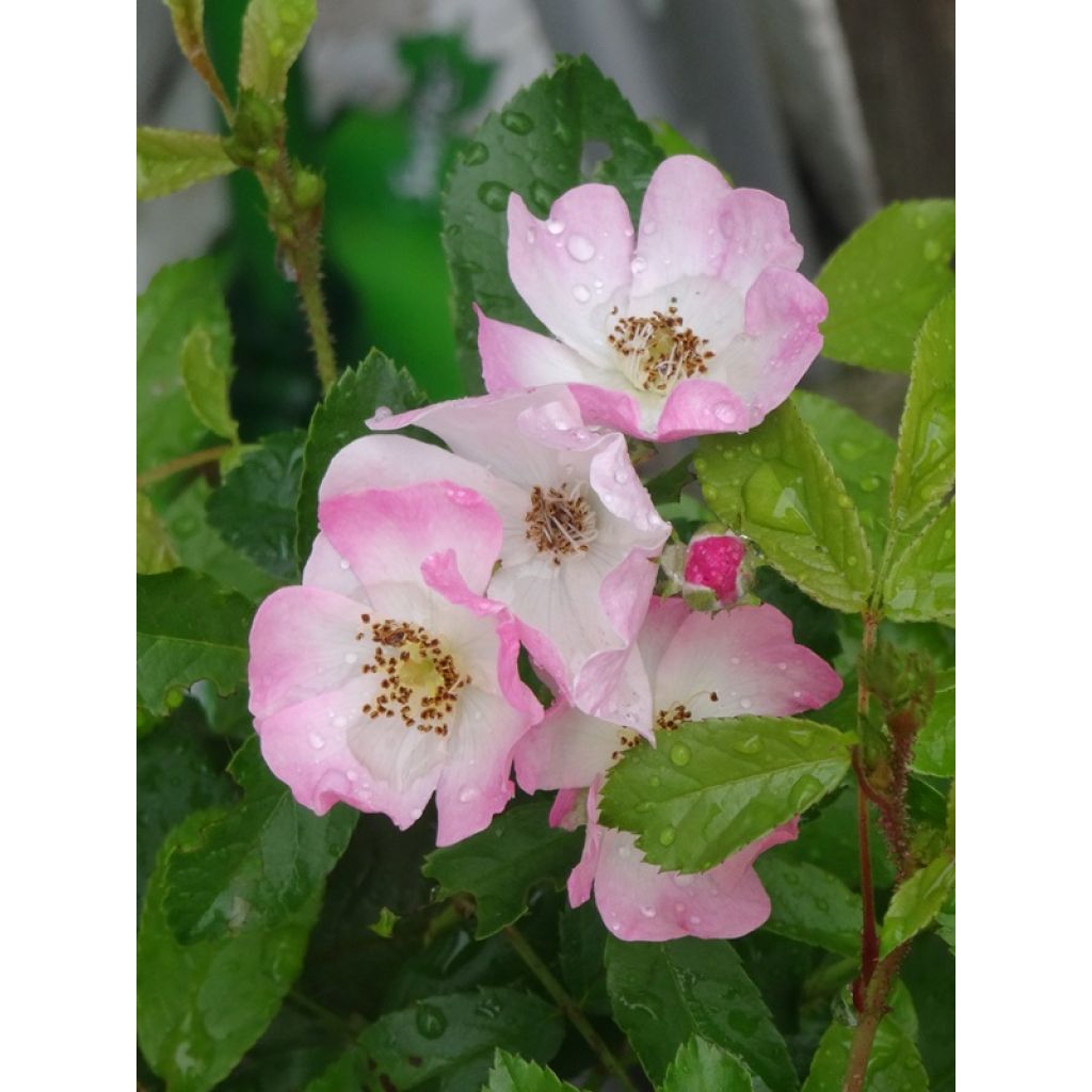 Rosal Ballerina