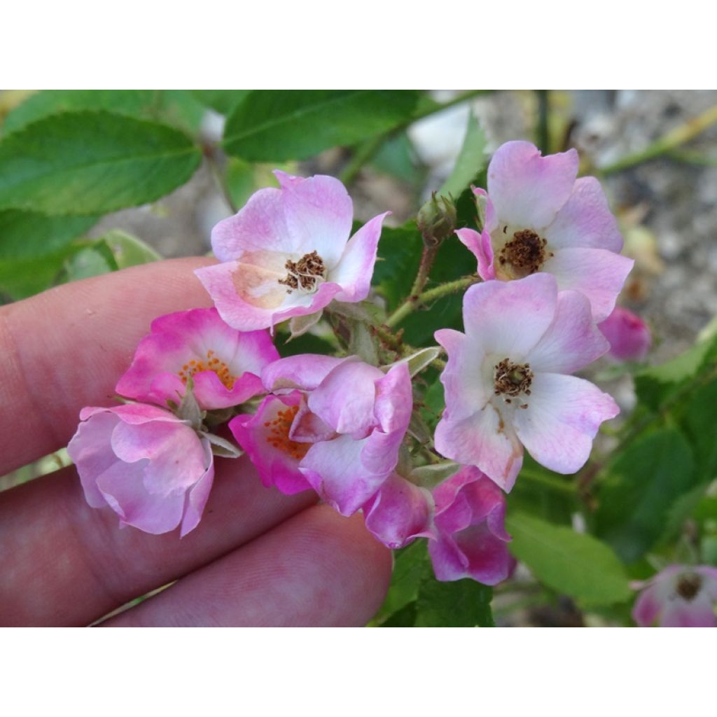 Rosal Ballerina