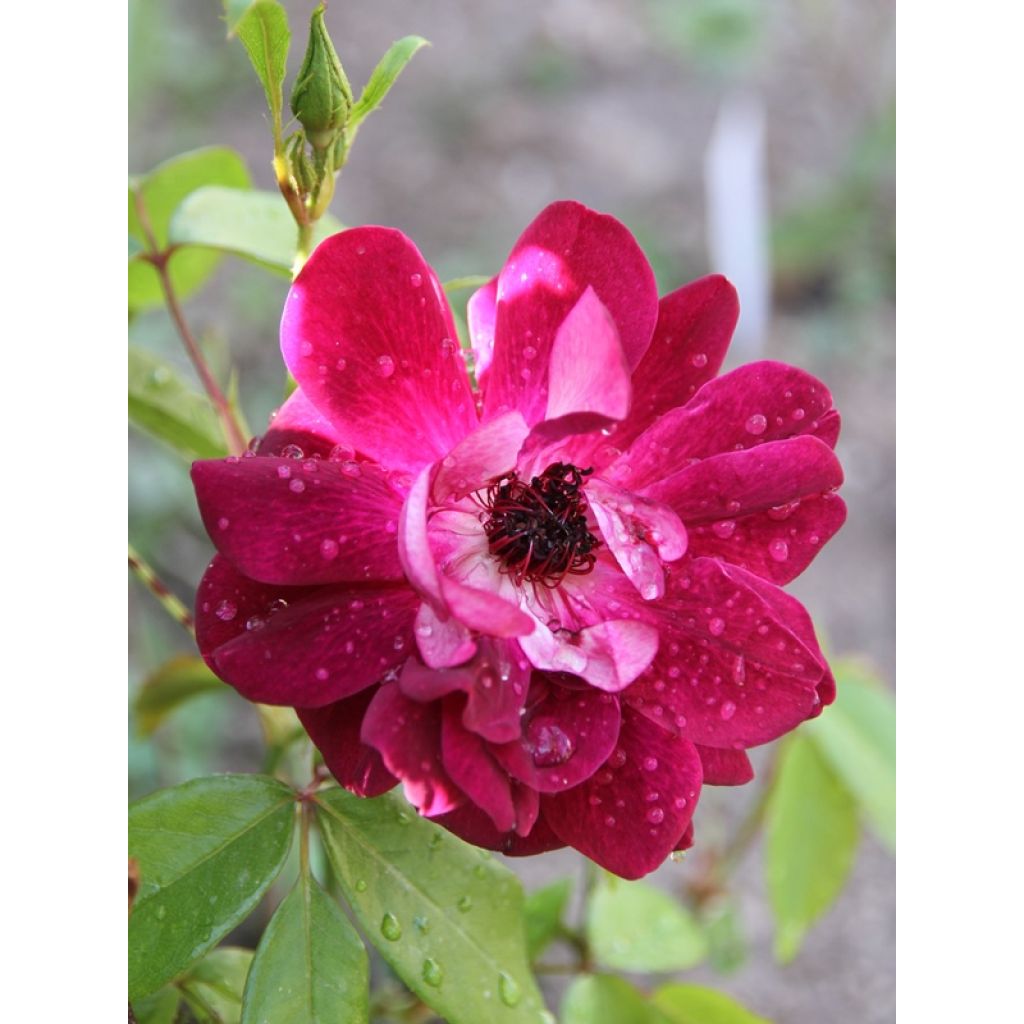 Rosal Burgundy Ice