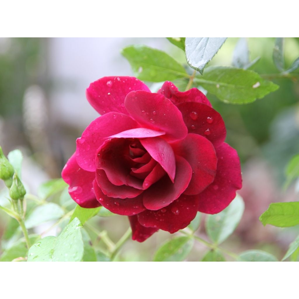 Rosal Burgundy Ice