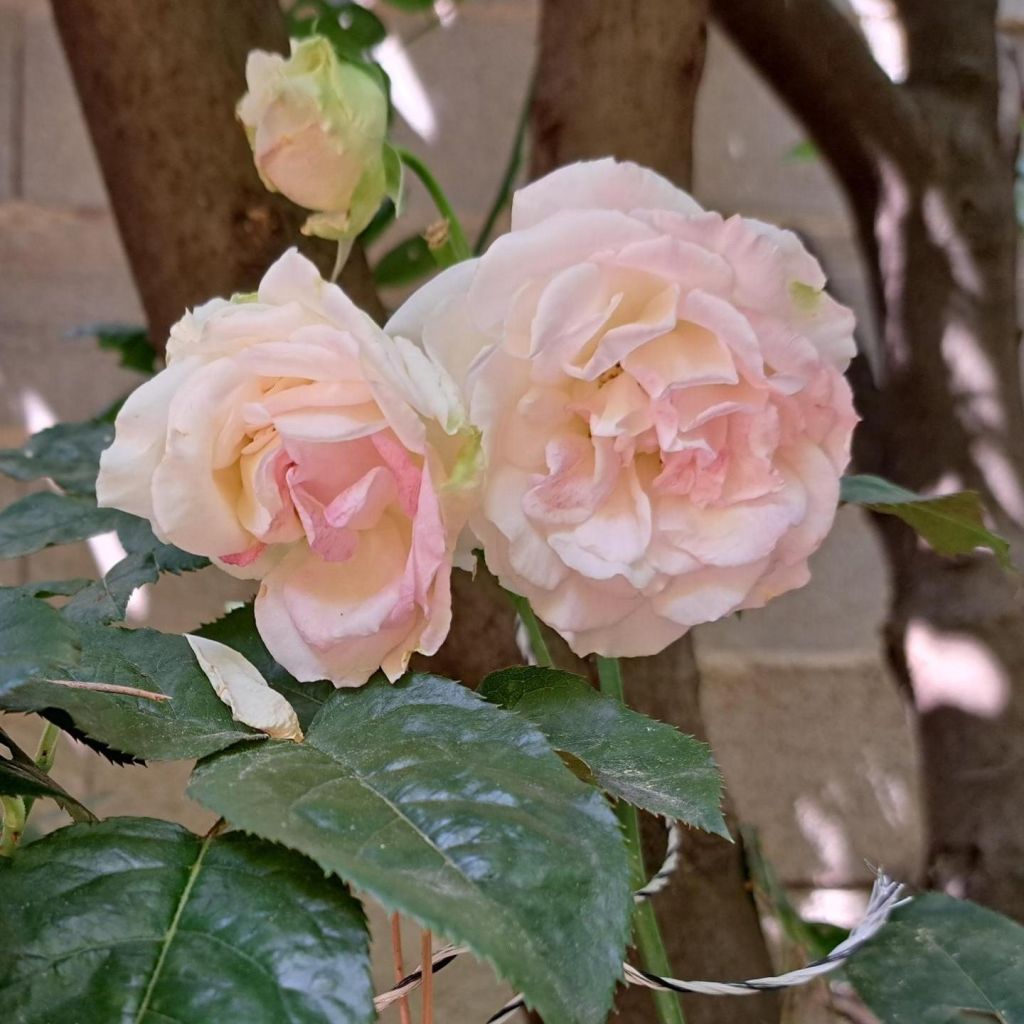 Rosal Eleganza (Courage)