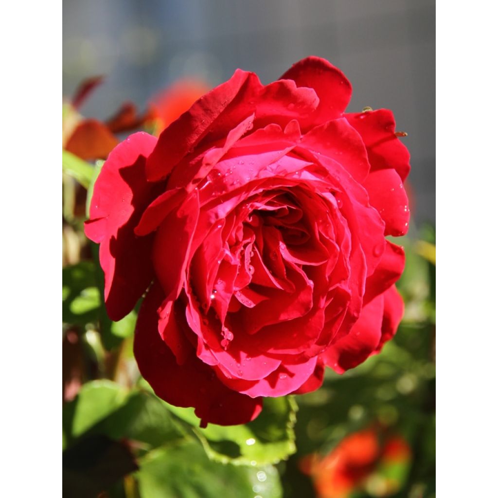 Rosal Dame de Coeur