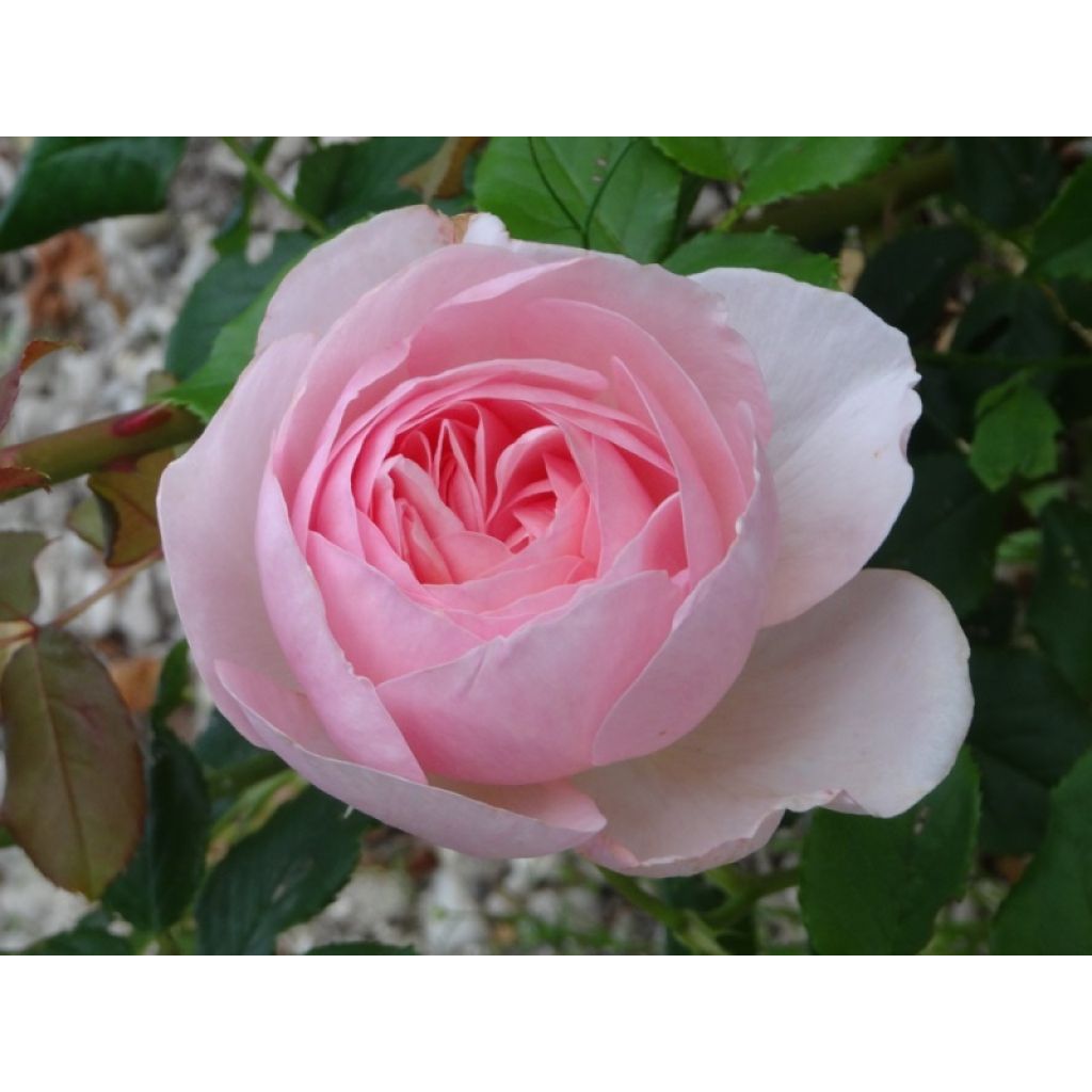 Rosal Heritage