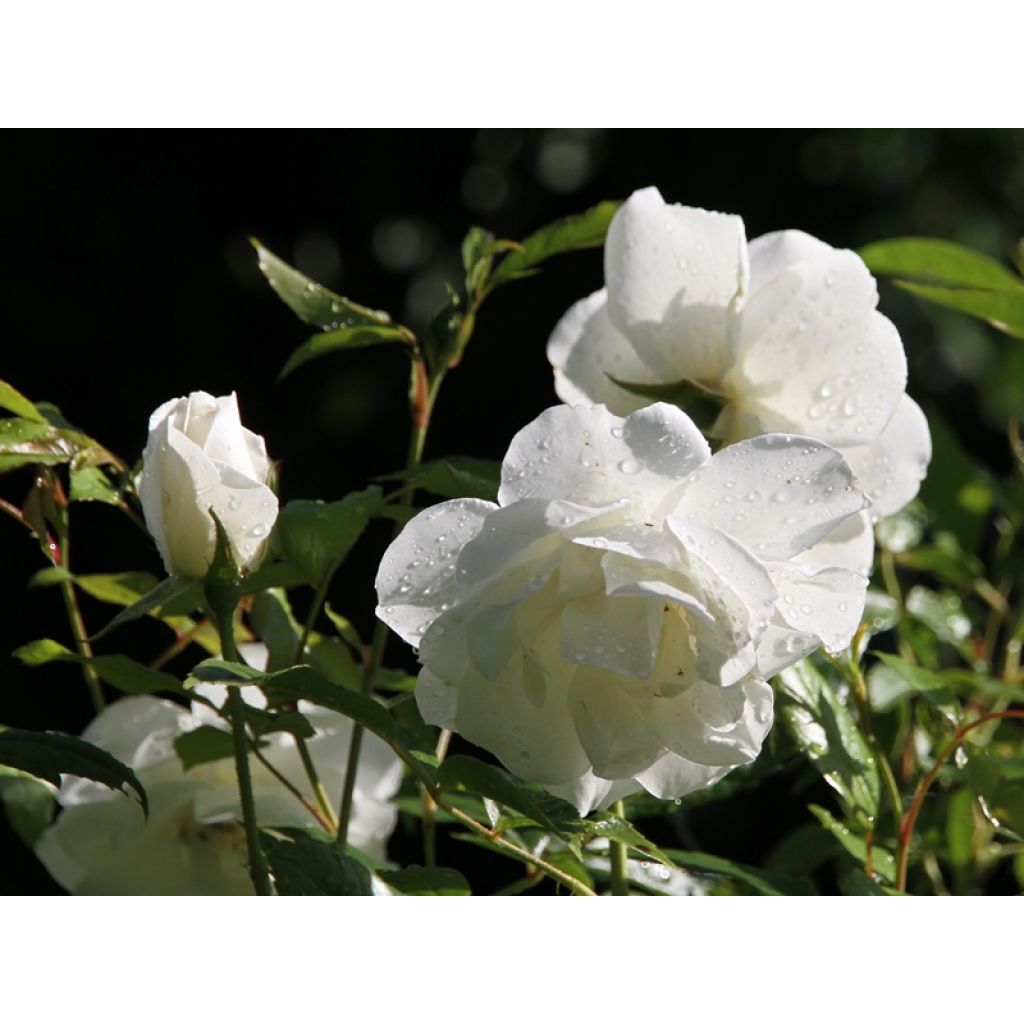 Rosal Paisajista Iceberg