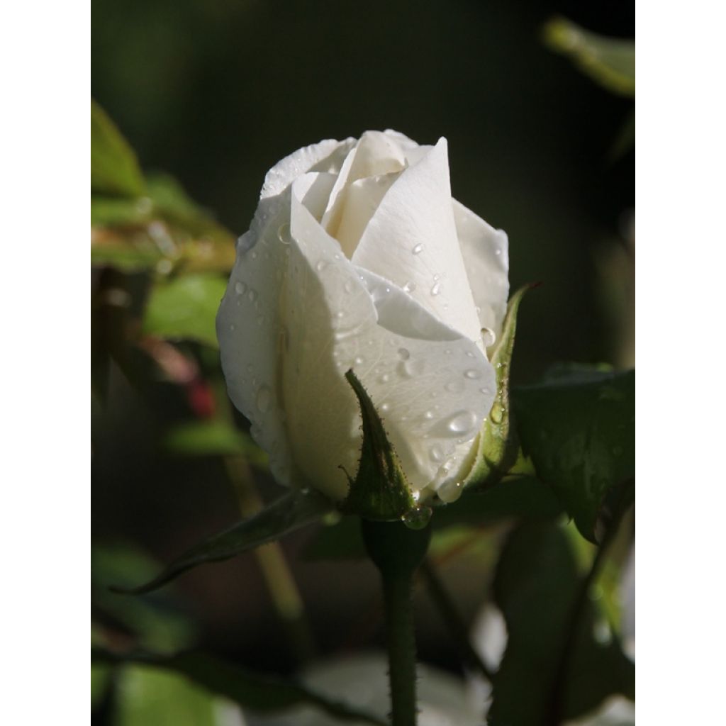 Rosal Paisajista Iceberg