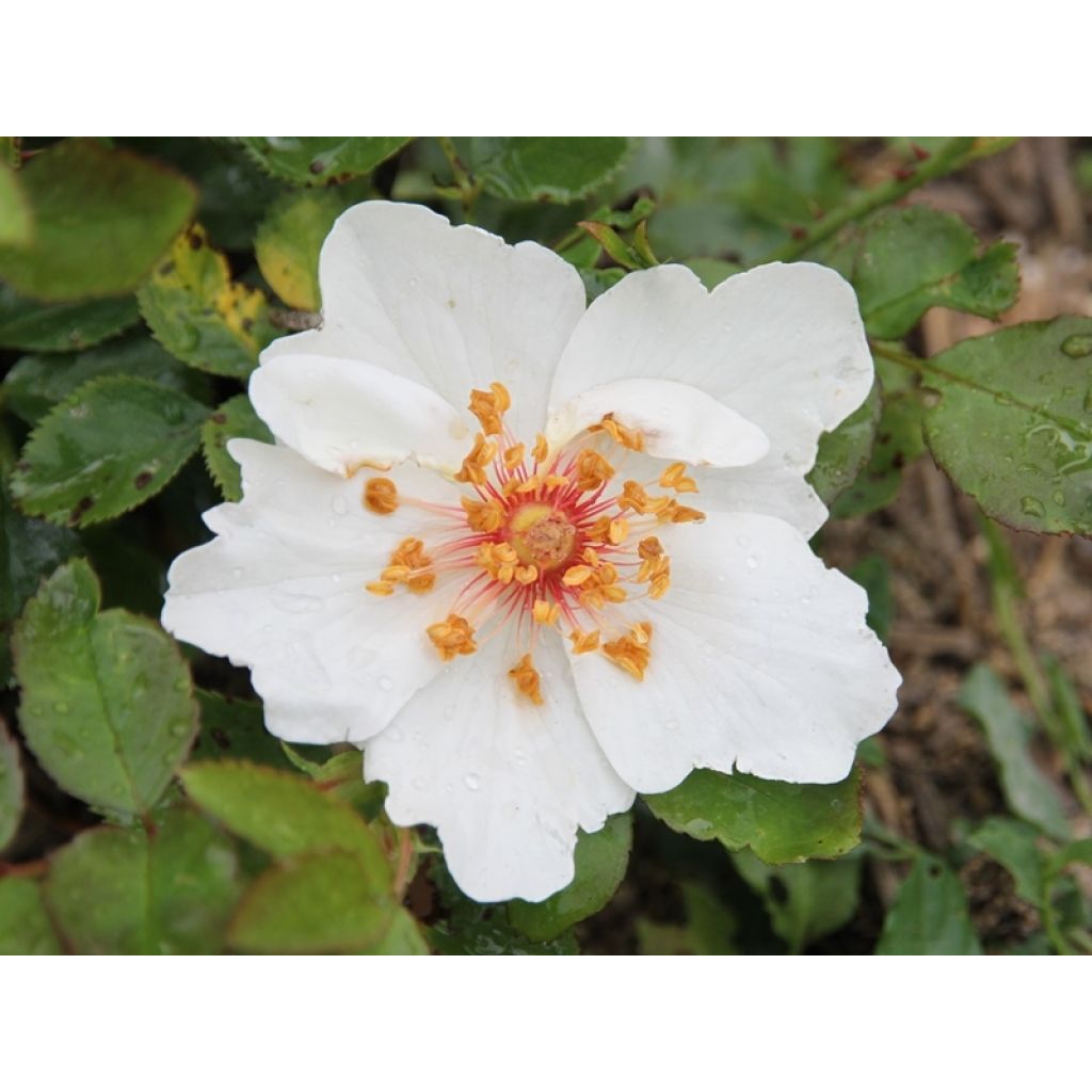 Rosal Jacqueline du Pré