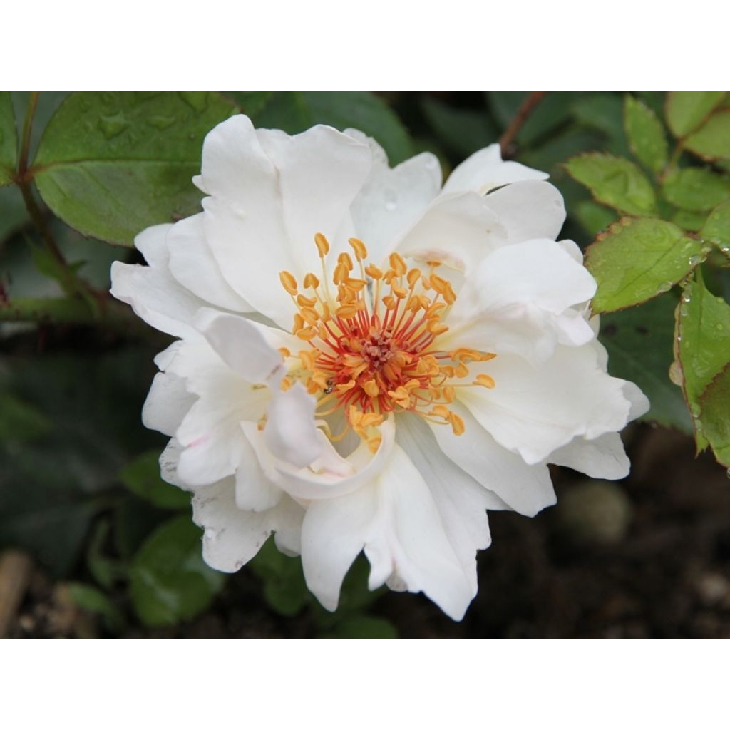 Rosal Jacqueline du Pré