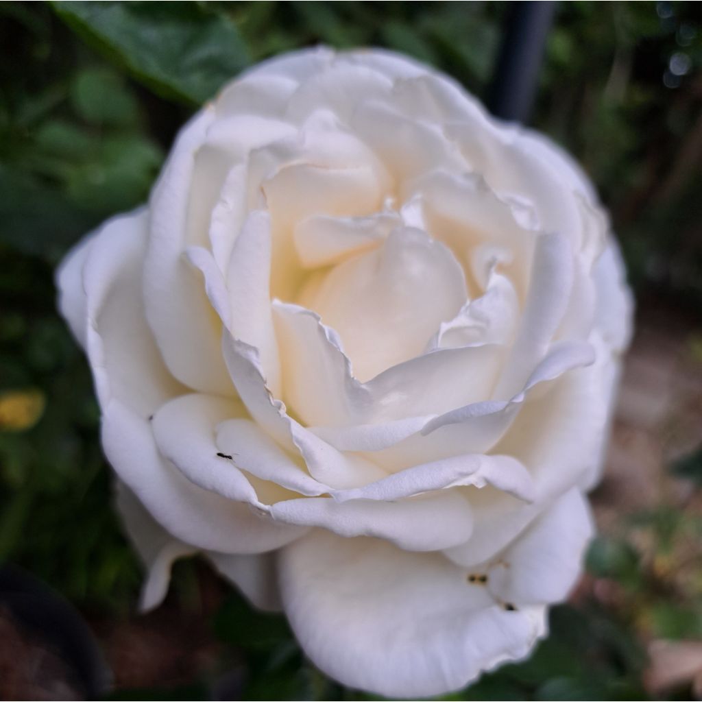 Rosal Jeanne Coeur