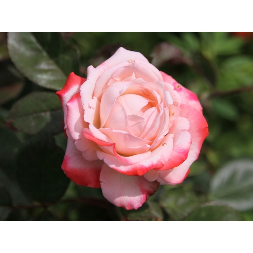 Rosal Nostalgie