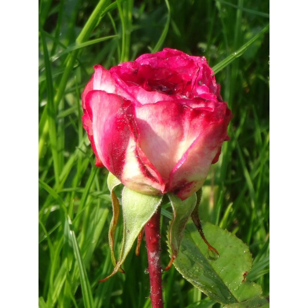 Rosal Laminuette