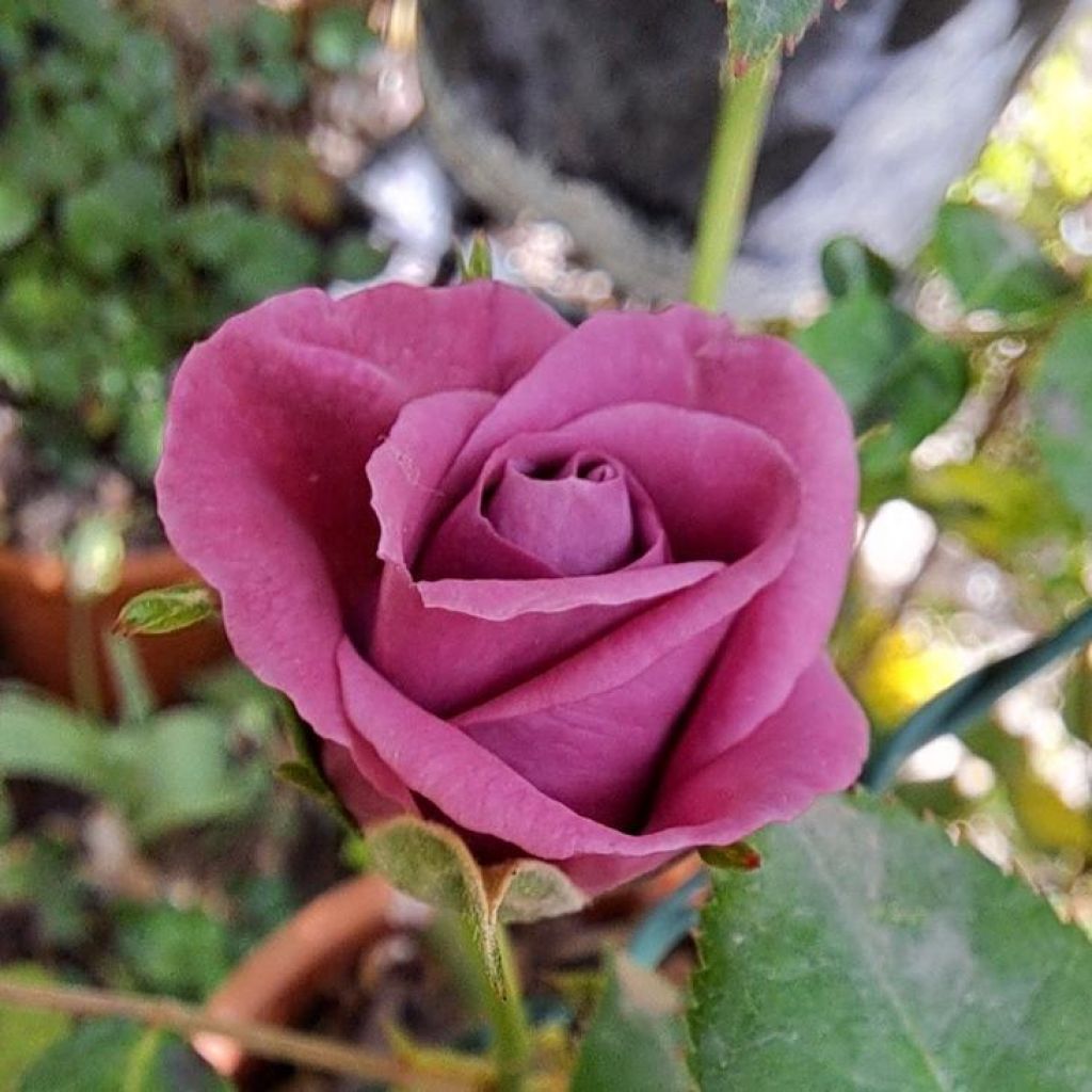 Rosal Meillandina Lavender - Rosal tapizante