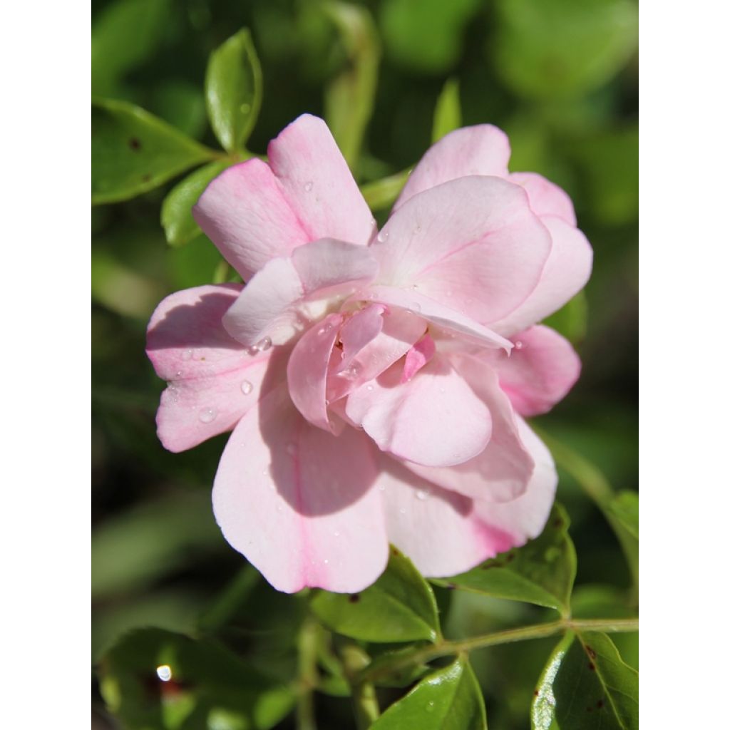 Rosal NOAmel