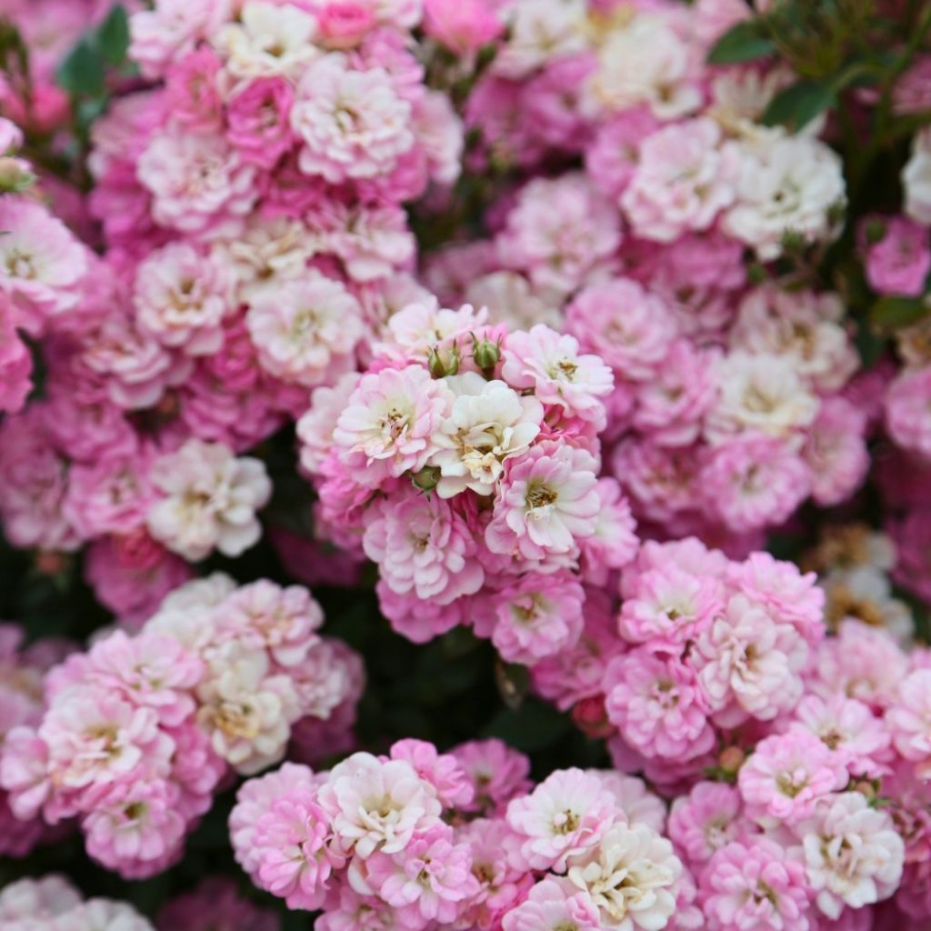 Rosal Galaxy Naos - Rosal enano