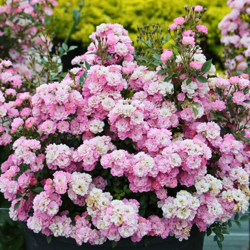 Rosal Galaxy Naos - Rosal enano