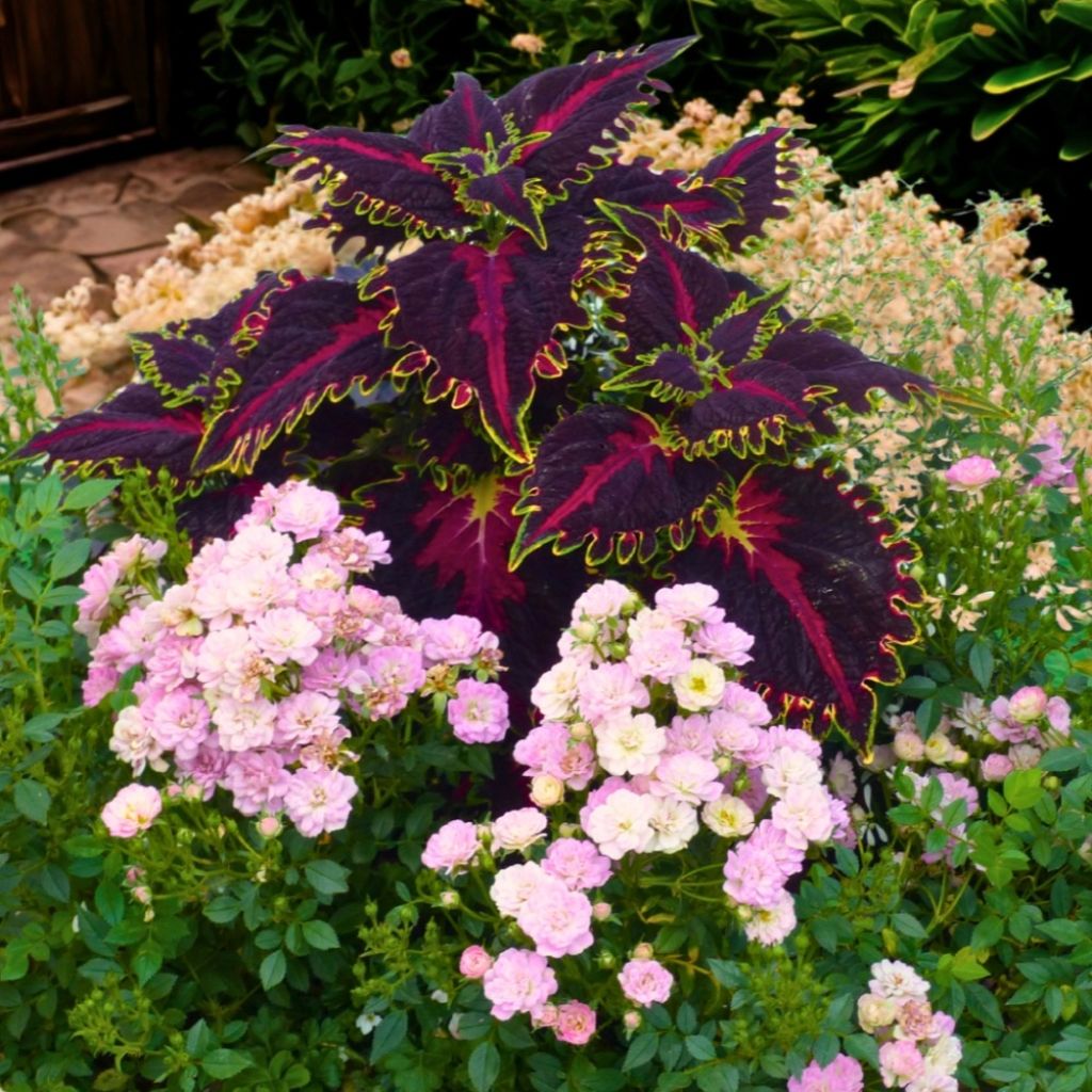 Rosal Galaxy Naos - Rosal enano