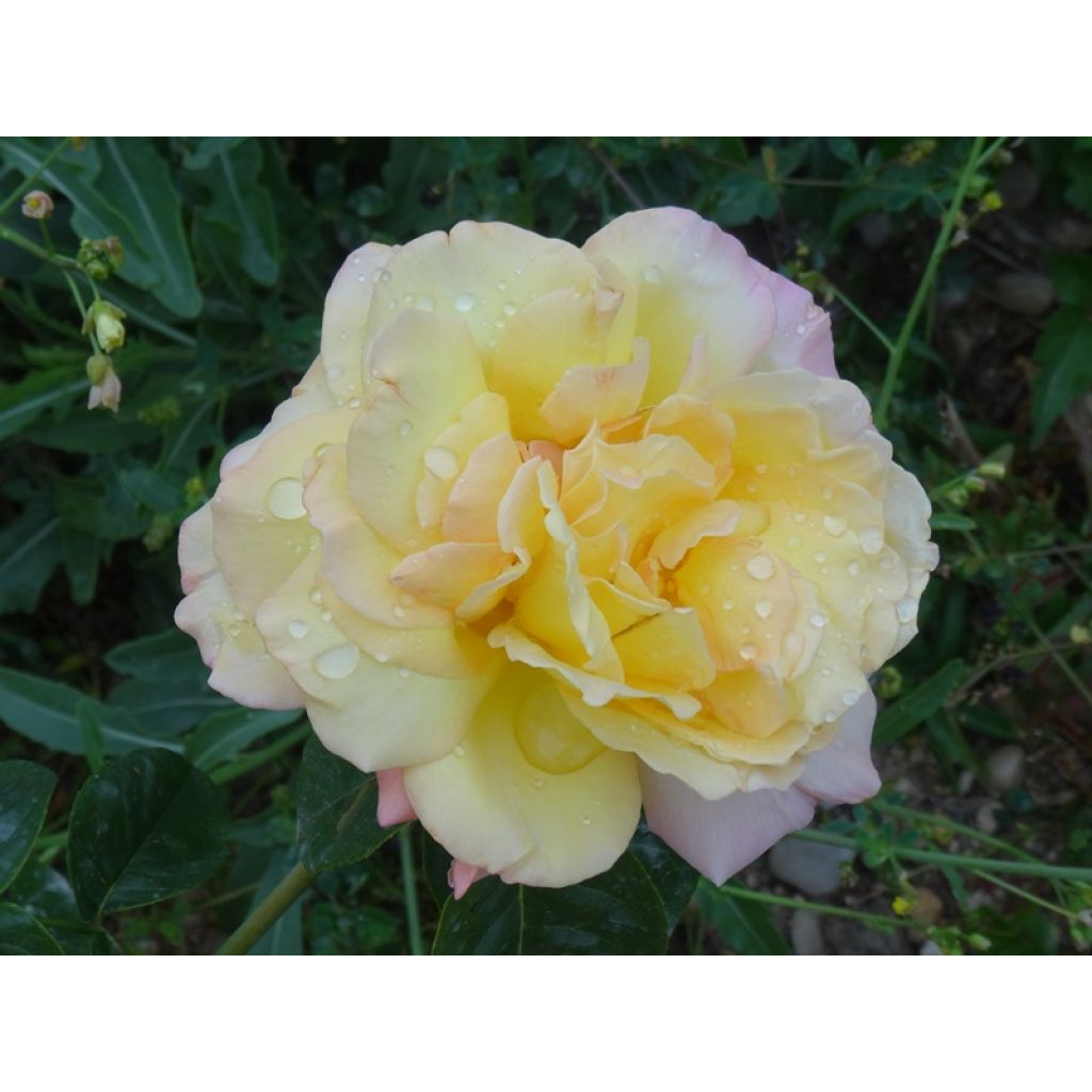 Rosal Mme A. Meilland