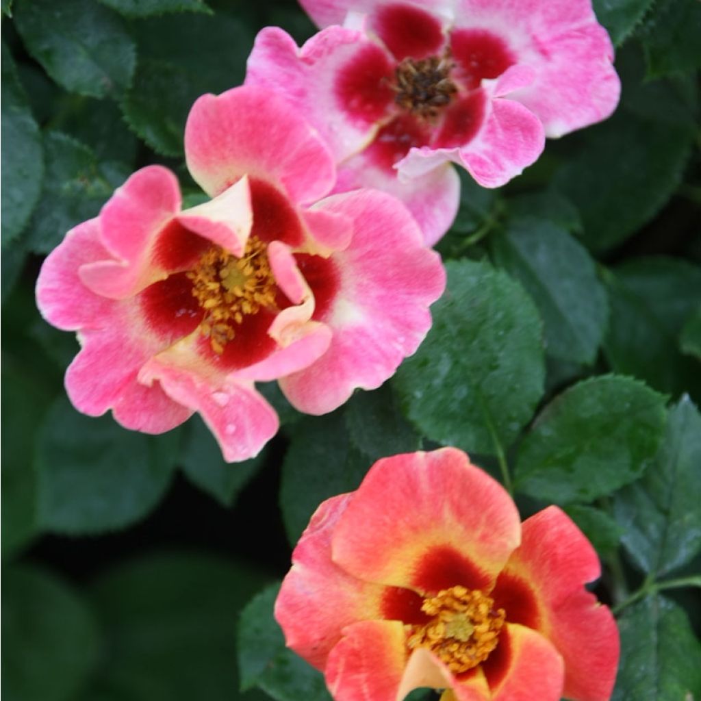 Rosal persica Sunshine Babylon Eyes - Rosal tapizante